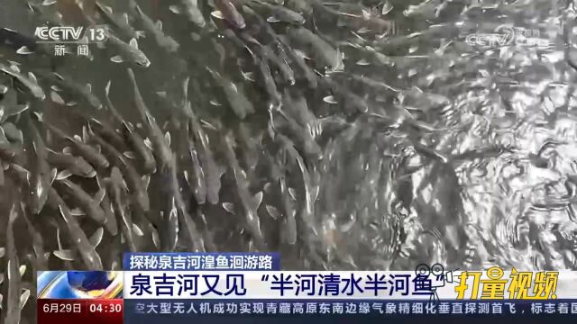 探秘泉吉河湟鱼洄游路,泉吉河又见“半河清水半河鱼”