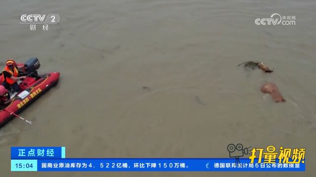 湖北襄阳:暴雨致两头牛被困,几乎被淹没,消防员救援