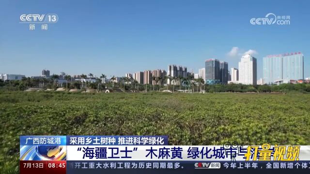 广西防城港:“海疆卫士”木麻黄,绿化城市与海岸