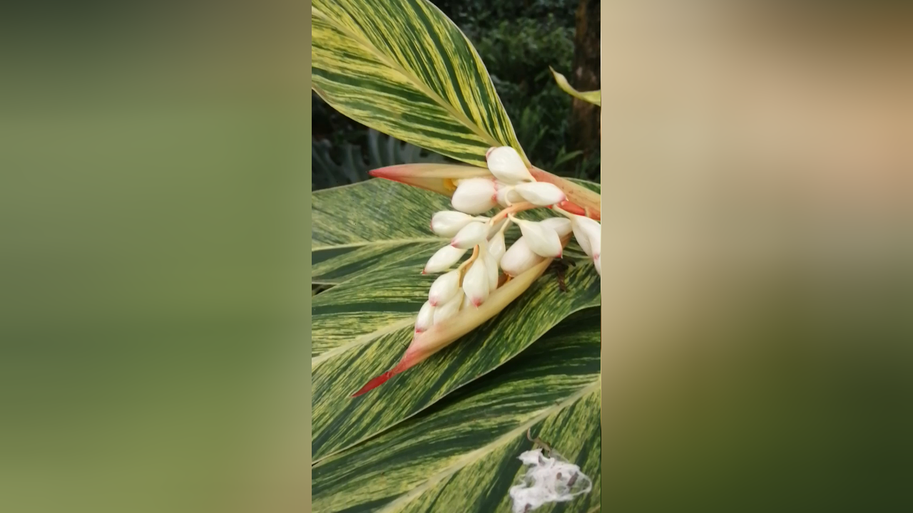 艳山姜:一串串乳白色的花朵,花瓣如凝脂,娇艳欲滴