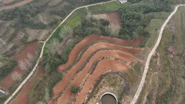 助农增收有“良方”!南阳药材种植合作社拓宽农民致富路