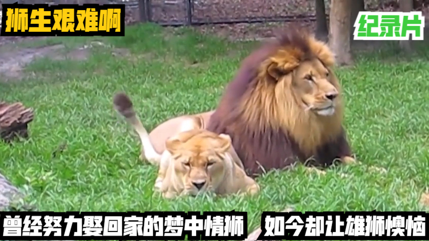 曾经努力娶回家的梦中情狮,如今却让雄狮懊恼,狮生艰难啊!纪录片