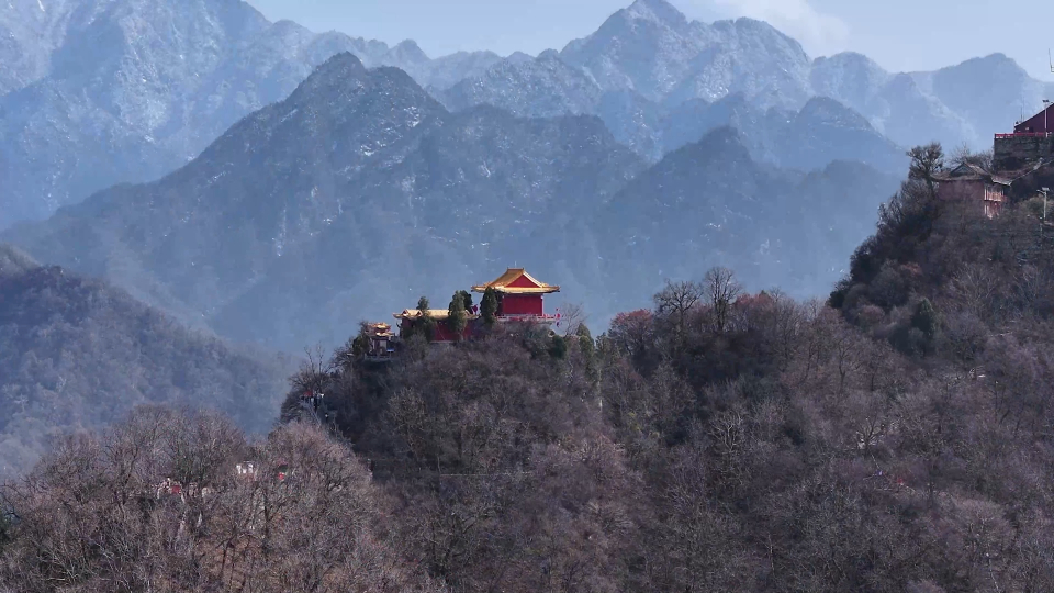 春日限定!秦岭终南山千年玉兰惊艳绽放