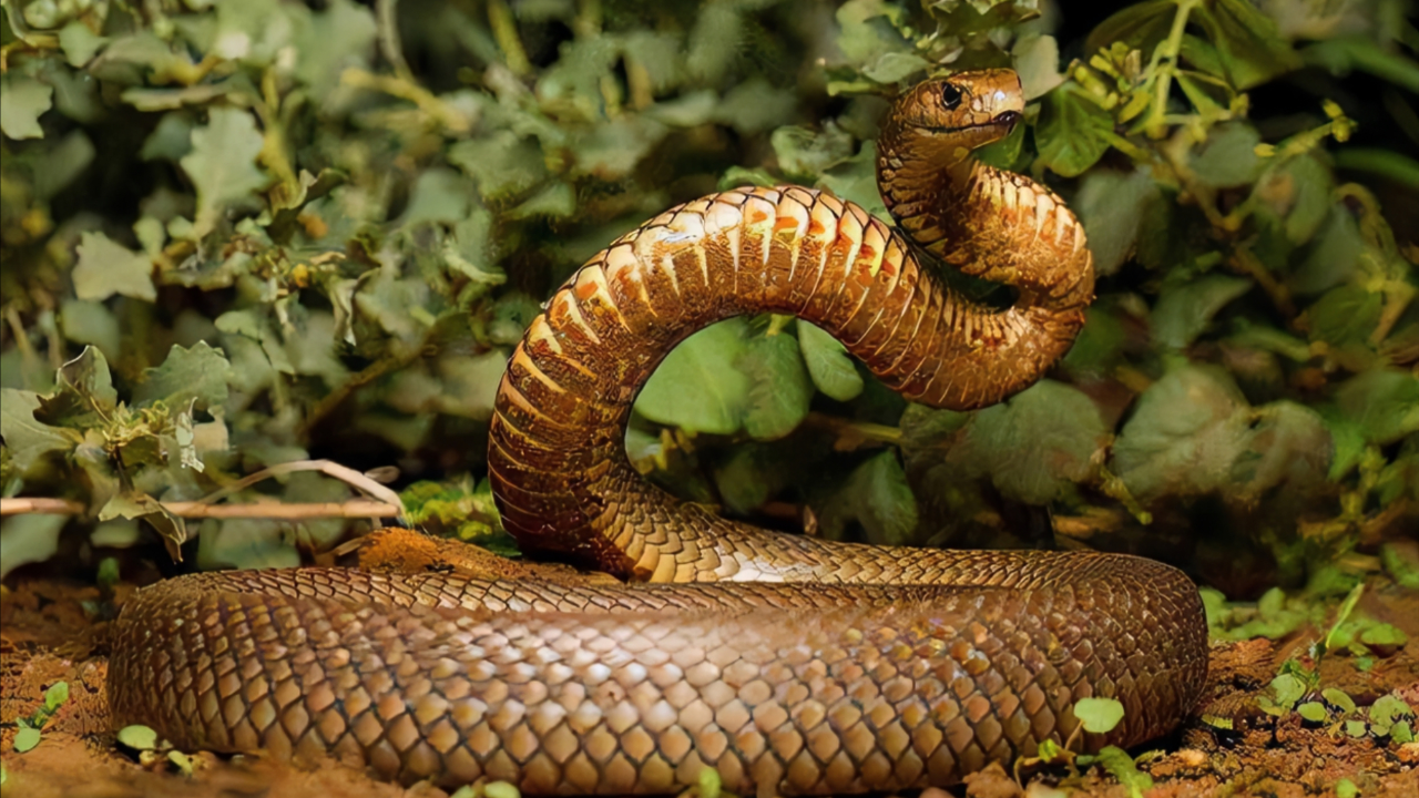 一次能毒害上百人的太攀蛇,却被同类扼杀在摇篮里