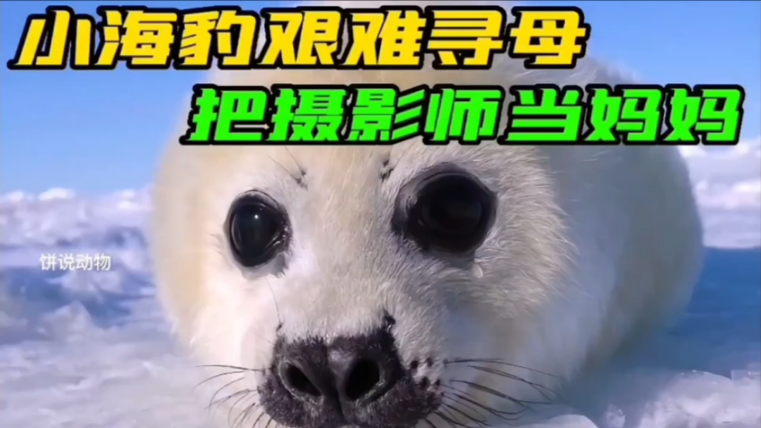小海豹艰难找妈妈,错把摄影师小姐姐当妈妈|纪录片
