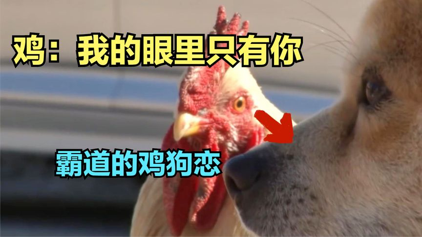 霸道总裁鸡爱上小母狗,嫁鸡随鸡,嫁狗随狗|纪录片_腾讯新闻