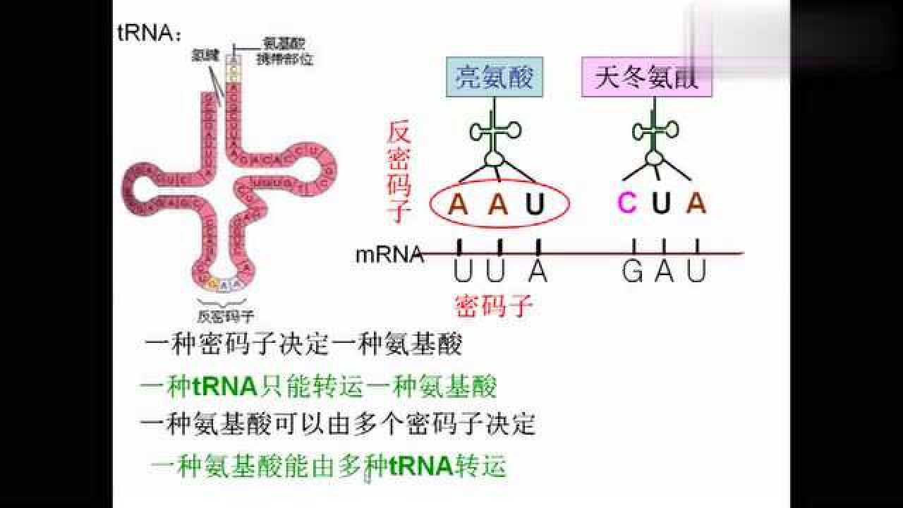 終止密碼子是哪三個密碼子反密碼子介紹