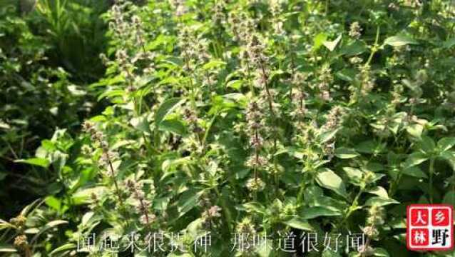 荆芥有独特的香味、这种野菜可以凉拌、还是农村常用的天然感冒药