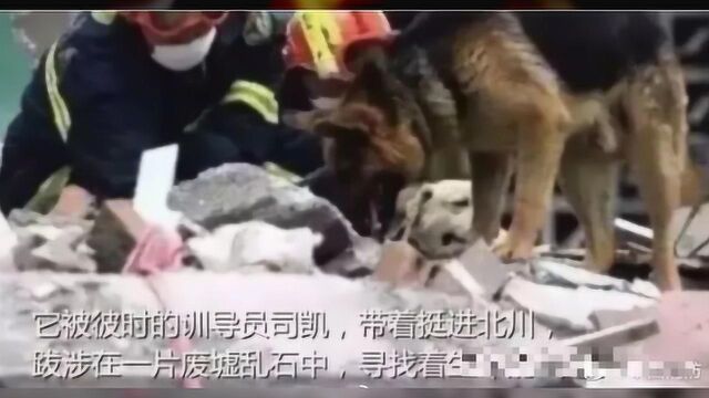 功勋搜救犬沈虎去世,难忘它在汶川地震救援的传奇故事