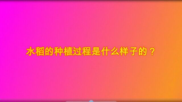 水稻的种植过程是什么样子的?