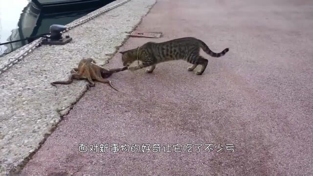 给猫咪买一只蜈蚣玩具,五只猫被吓得到处跑,接下来憋住别笑