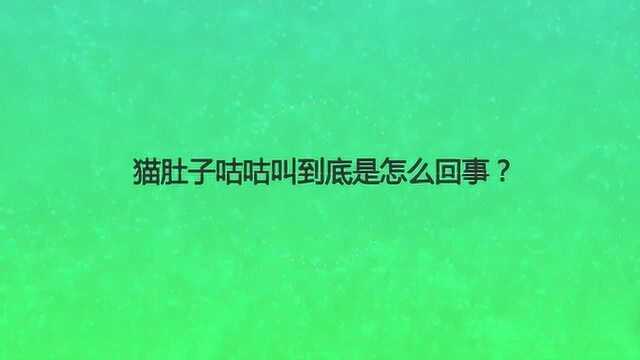 猫肚子咕咕叫到底是怎么回事?