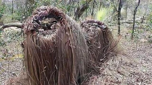 这种叫“食羊树”的植物,能够自己抓羊吃,居民一旦发现立马烧毁