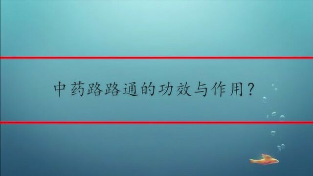 中药路路通的功效与作用?