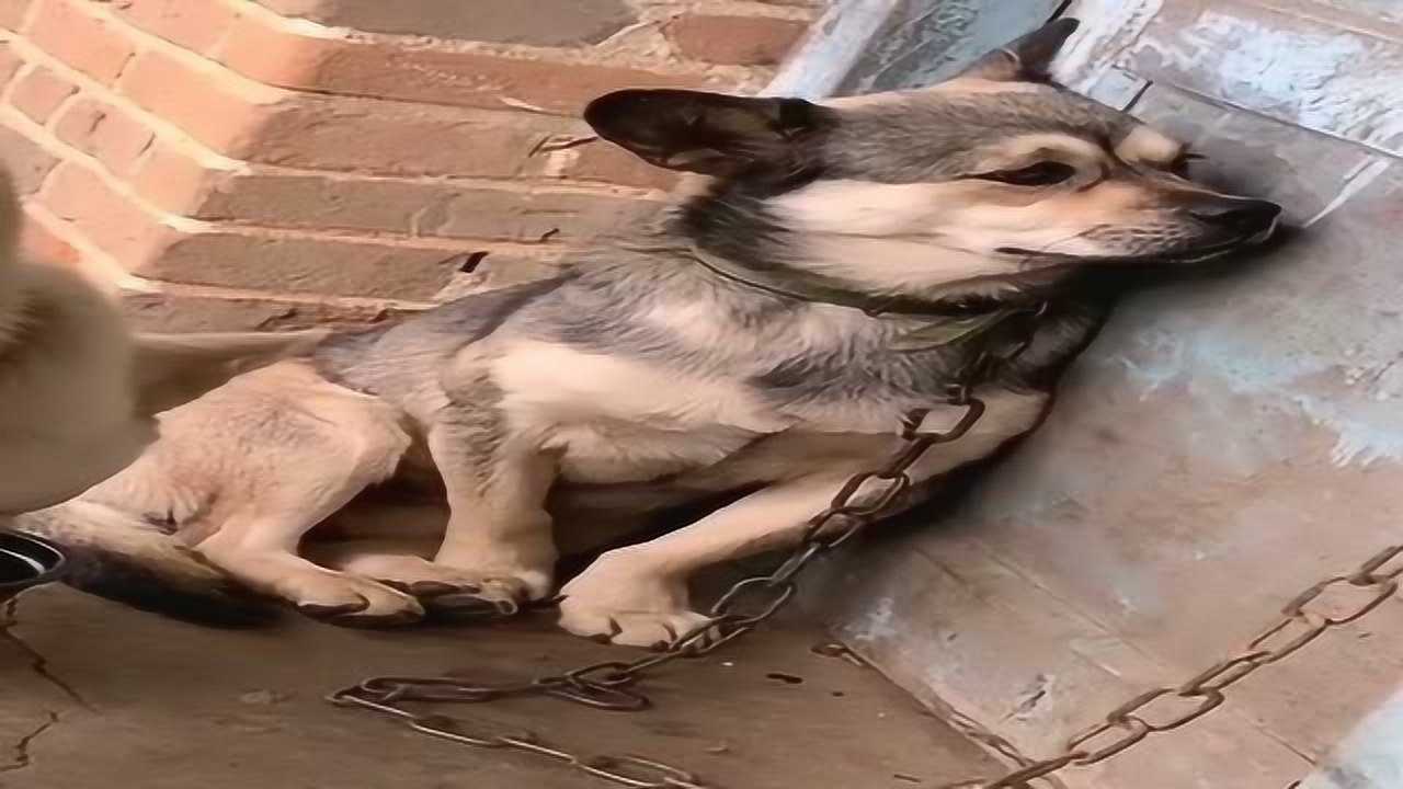 狗狗被吓的站在墙角,饭都不敢吃,绝对的实力面前显得那么的无助