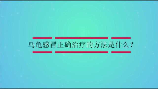 乌龟感冒正确治疗的方法是什么?