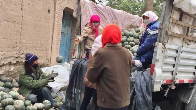 甘肃民勤沙地种植的板栗南瓜,看看颜色你就知道好吃吗?