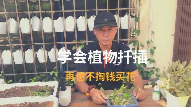 学会扦插植物,从此再也不花钱买花,盆栽养死了还能满血复活