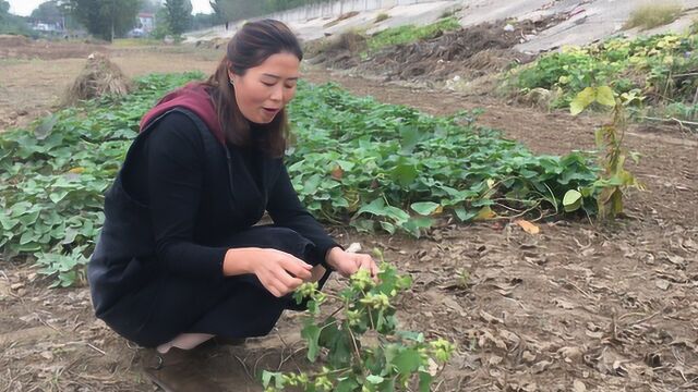 “鼻炎”“鼻子不通气”?千万不要错过这种“草籽”哦