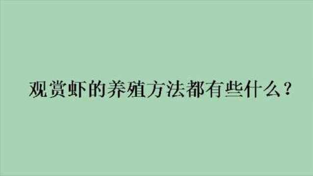 观赏虾的养殖方法都有些什么?