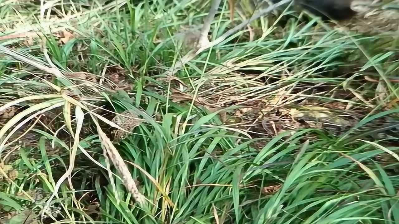 野猪单独在草丛中设伏,趴在草里一动不动,敌人的动向全在它眼皮底下