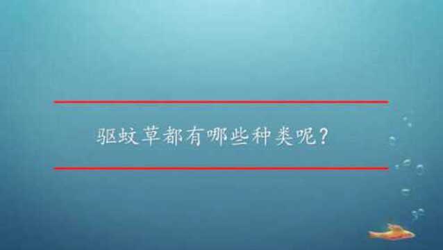 驱蚊草都有哪些种类呢?