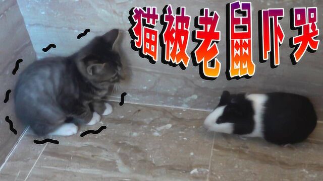 猫咪和老鼠日记:狸花猫碰到竹鼠缩在角落,猫也怕老鼠!