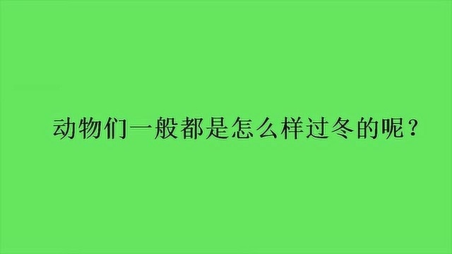 动物们一般都是怎么样过冬的呢?