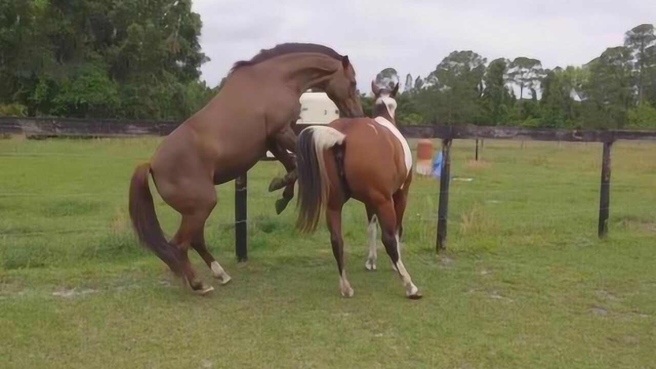 强壮的公马和母马在主人的指导下学会了如何温馨