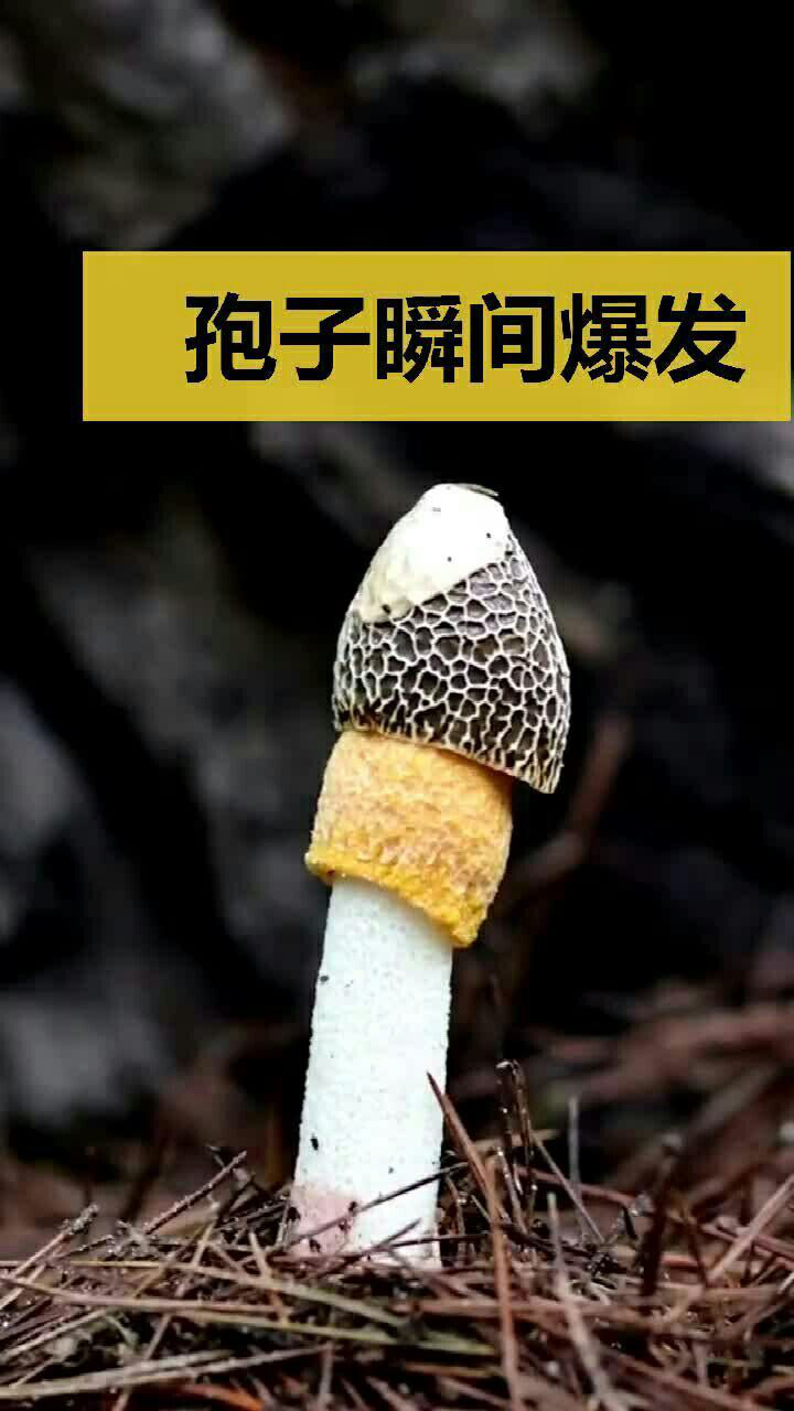 延时摄像拍到的蘑菇孢子瞬间爆发过程简直太惊艳