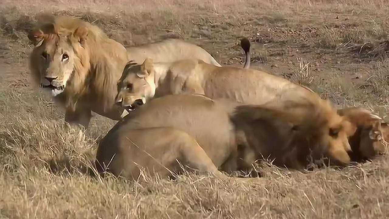 草原上雄獅瘋狂撕咬雌獅!同伴趕來幫忙,母獅露出絕望眼神