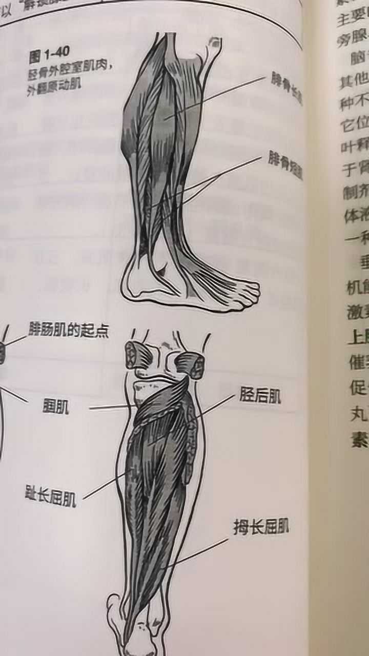 比目鱼肌