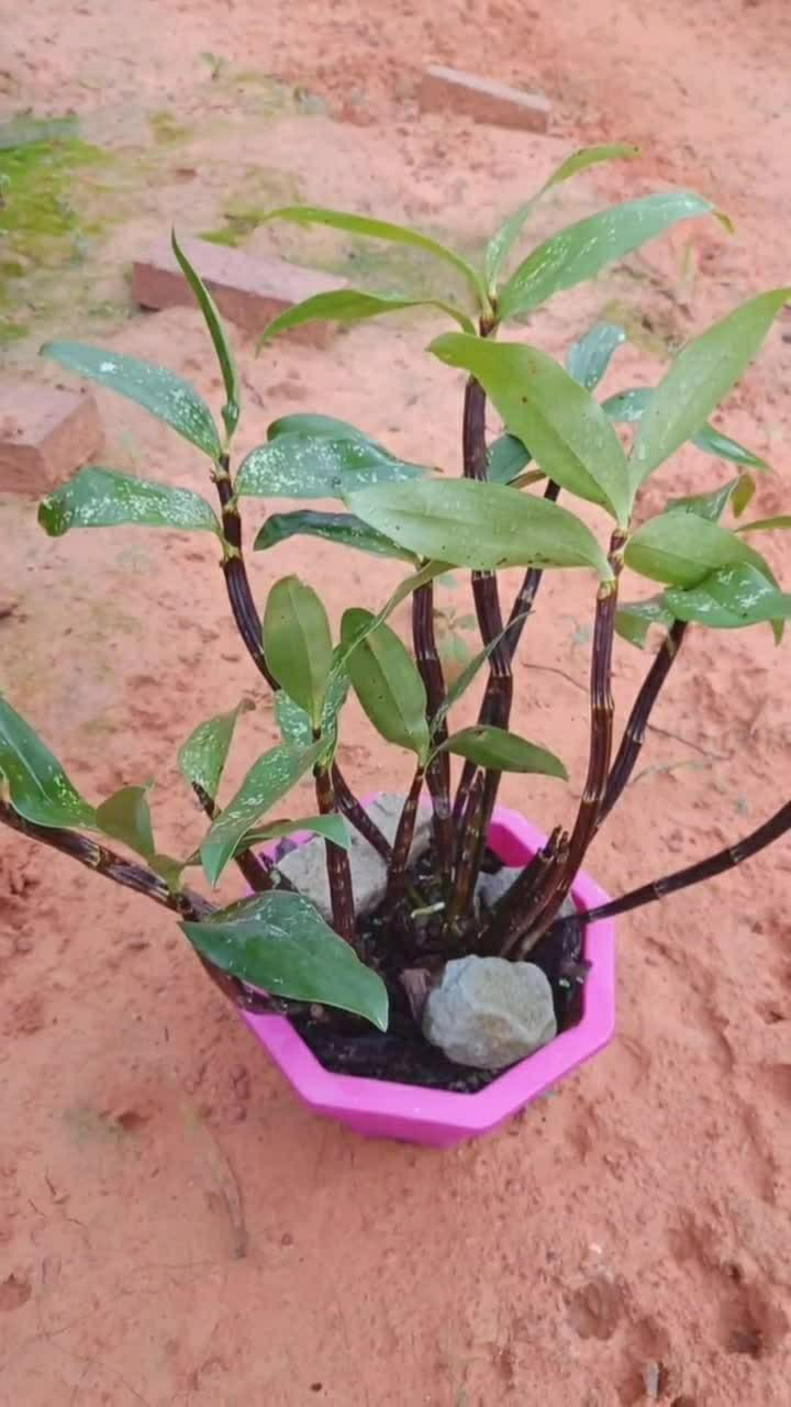 极品紫杆球花石斛,你们喜欢吗?