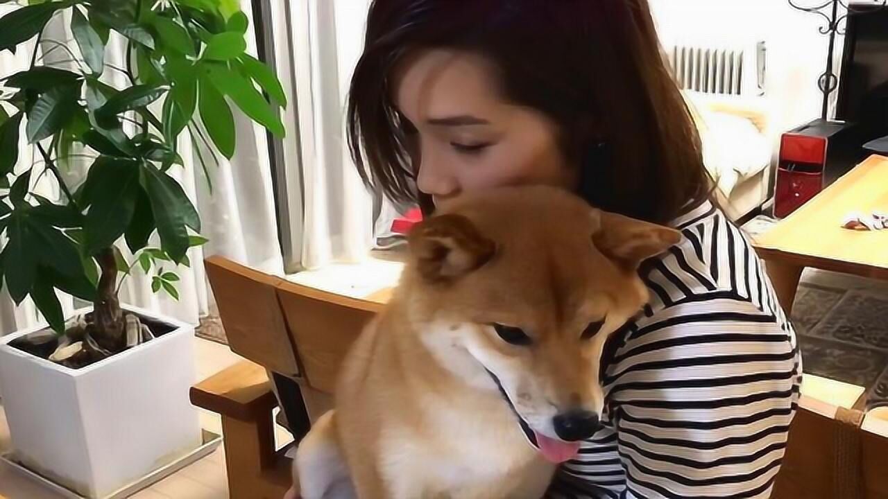 柴犬去女子懷裡撒嬌原來這狗子是有陰謀的真是一個戲精啊