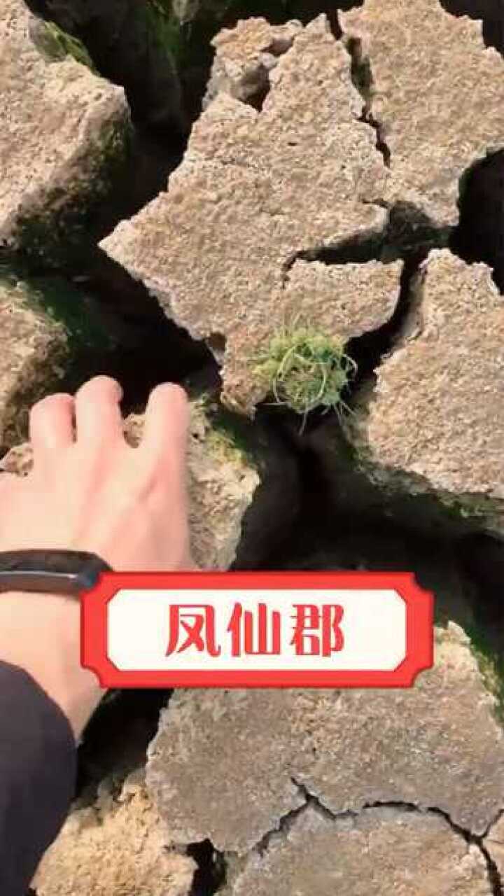 等狗舔完面雞啄完米和火燒斷鎖這個地方就會下雨了