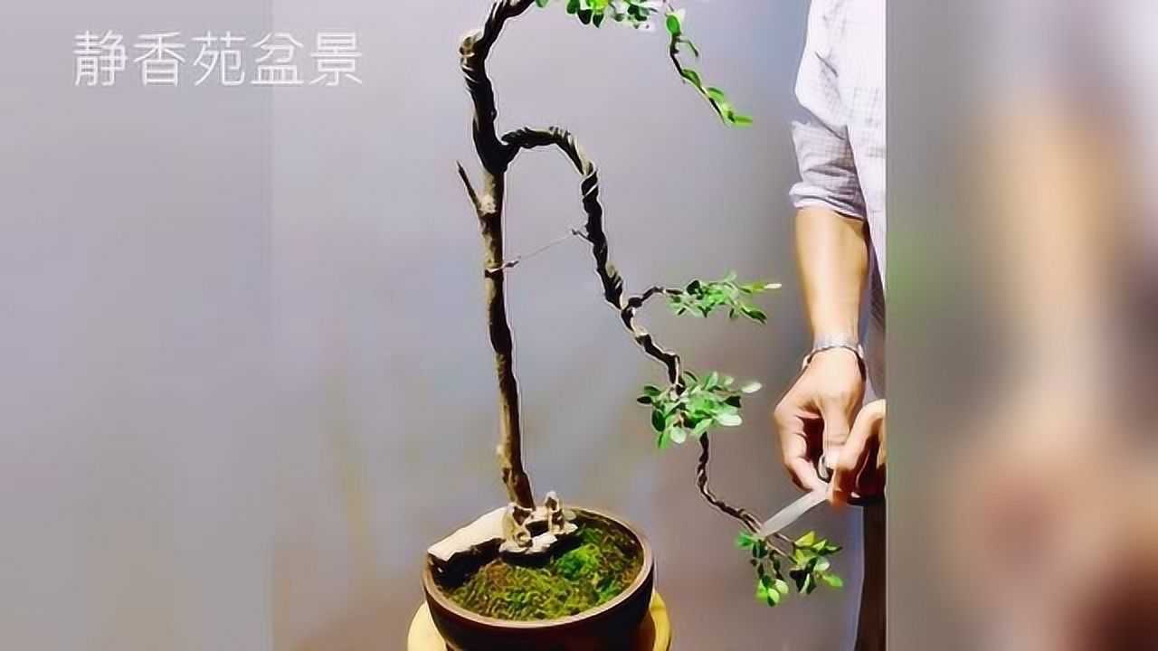 王老师细致入微修剪创作文人黄杨盆景,造型雅致飘逸,优美大方!
