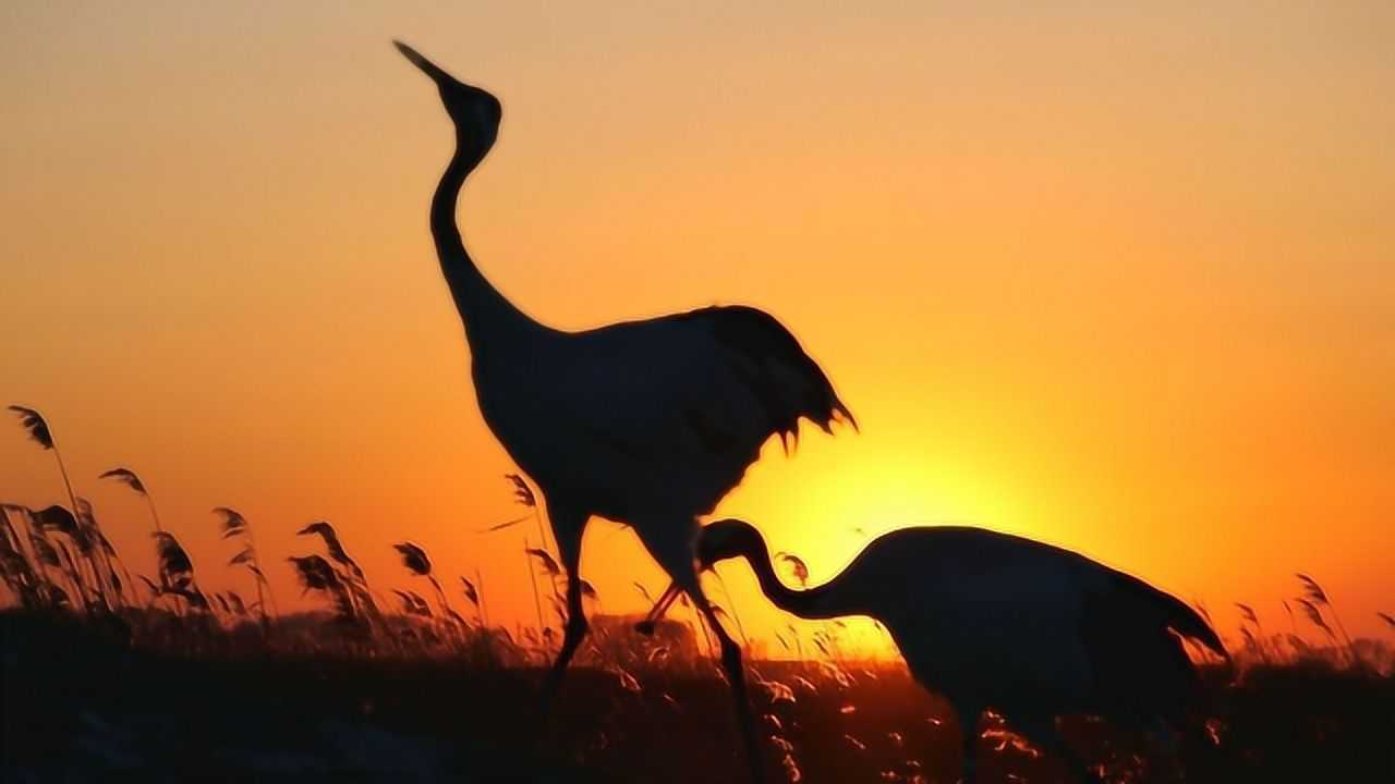 燕雀安知鸿鹄之志哉都听说过这句话吧可是你知道鸿鹄是什么吗