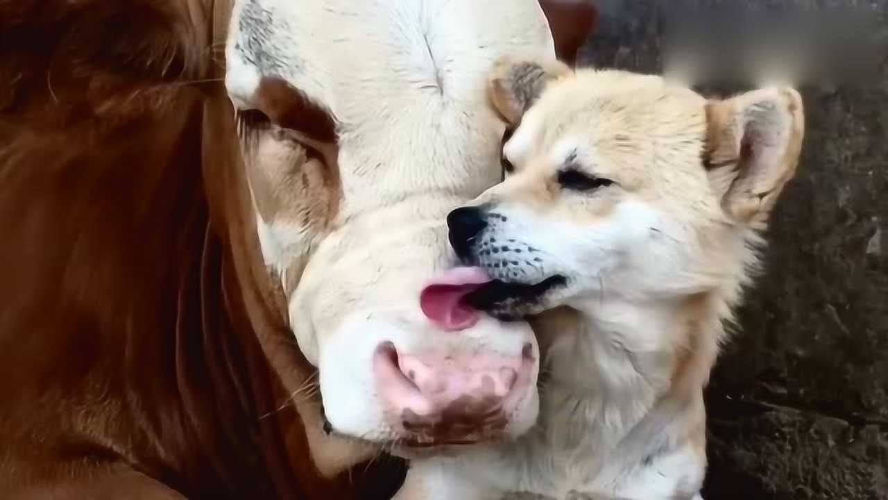 真让人想不到,一只狗和一只牛,彼此之间都能相处的如此"融洽"!