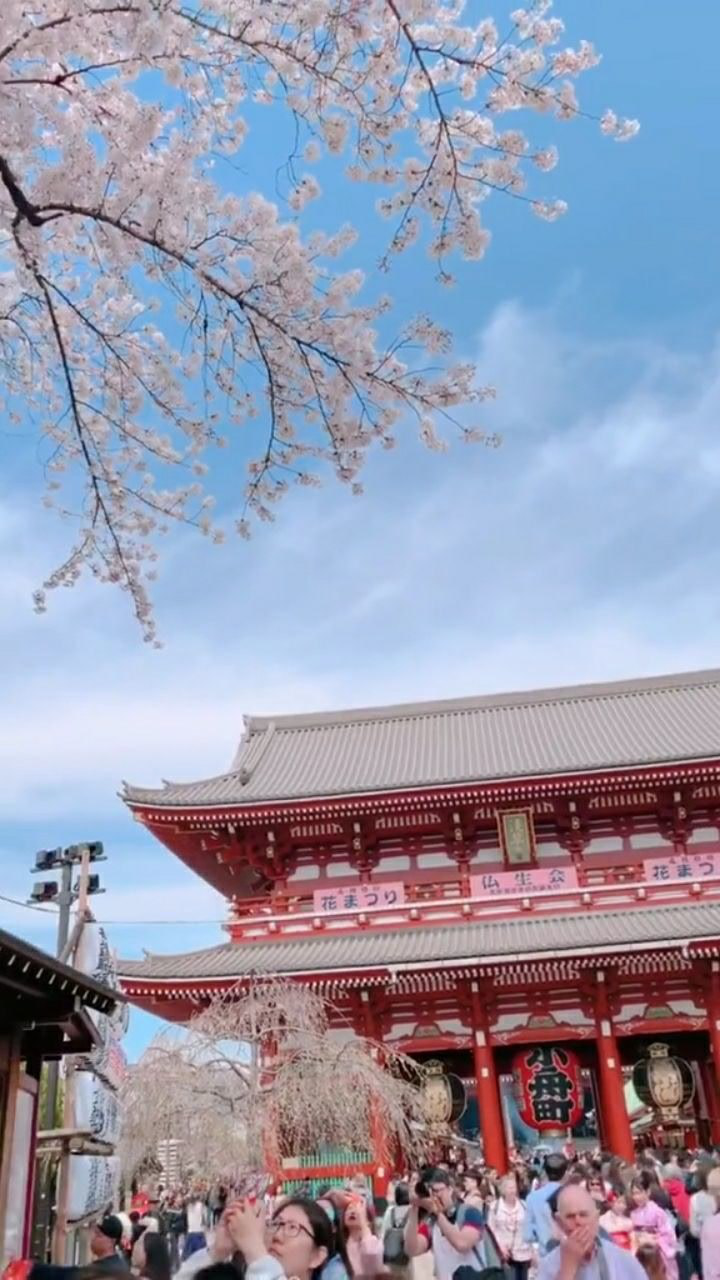 日本 奈良 浅草寺 樱花树下的约定