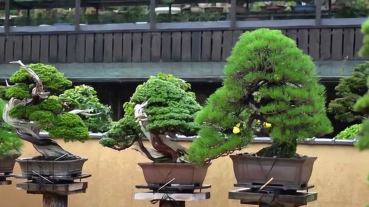 2019冬,春花园盆景艺术馆作品近览