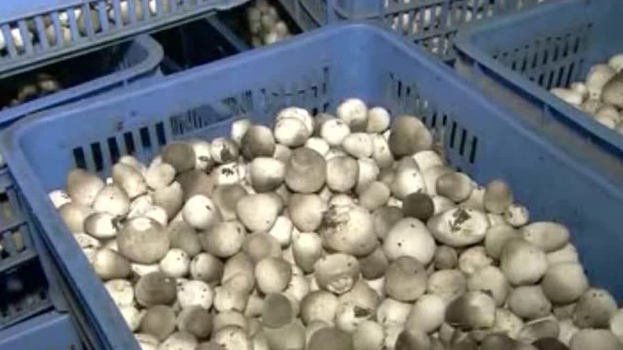 草菇高效栽培基础教程草菇种植技术知识大全高效种植_高清1080P在线观看平台_腾讯视频