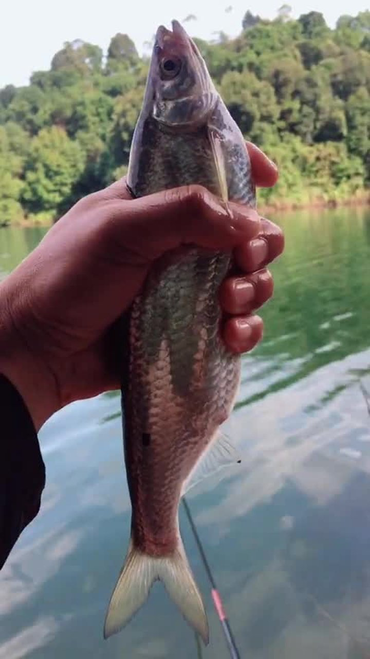 超极大蓝刀鱼一条