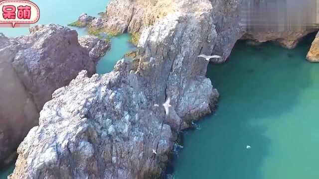 海驴岛的风景太美了,满满的都是海鸥,一起来观赏一下吧