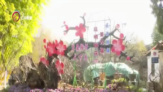 昆明黑龙潭公园再现“两梅同赏”,记者报道