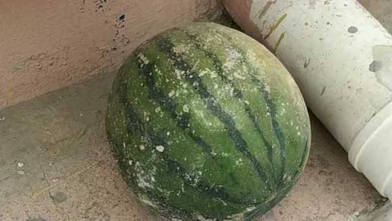 西瓜在户外冻了一冬天坚硬的比石头还硬无论怎么摔都摔不坏