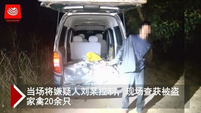 租个养殖场 专放偷来的鸡鸭鹅 3名嫌疑人被逮 案值近5万元