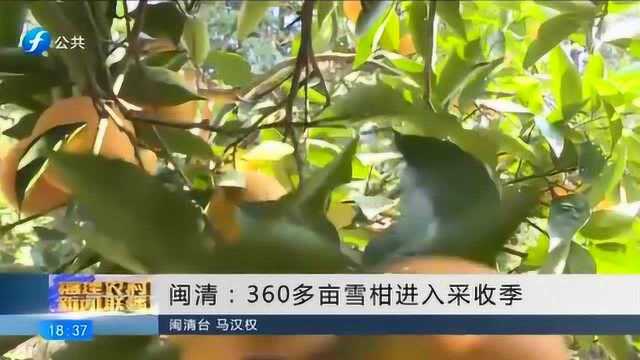 闽清:天气干旱导致雪柑大减产 他为农户们支招获收益