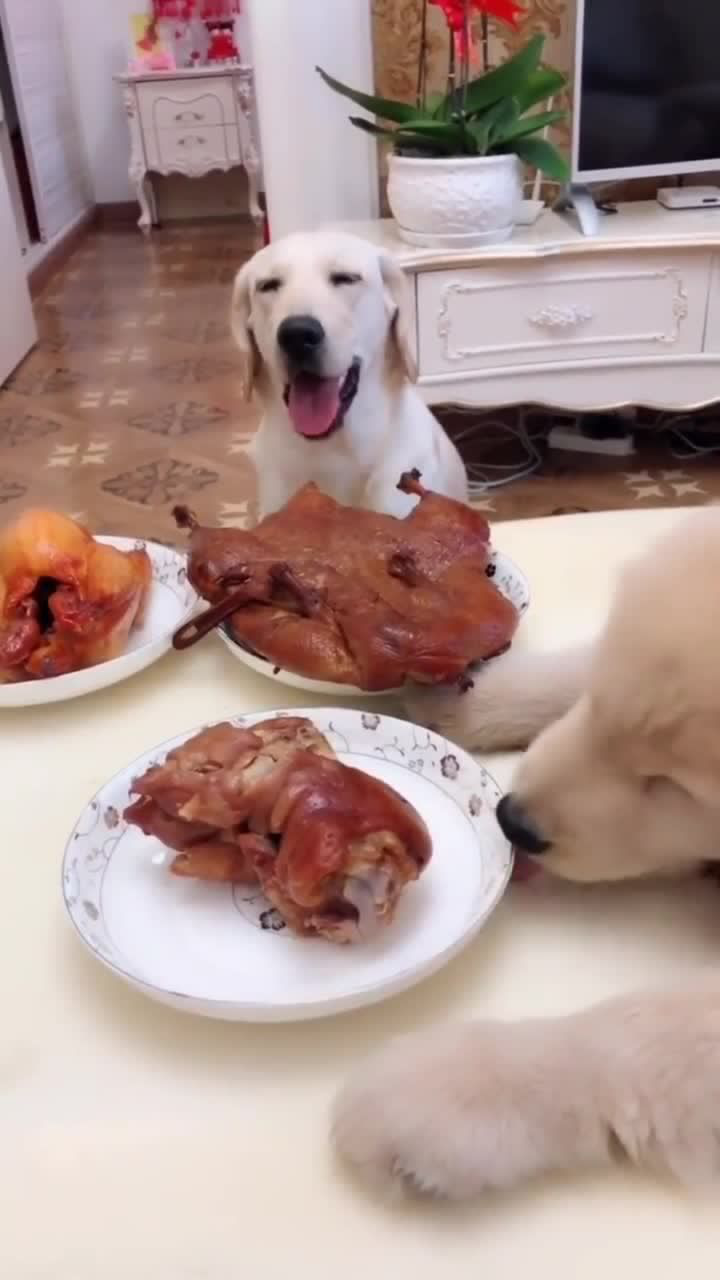 狗狗竟然喜欢舔盘子,不吃肉,怎么回事?