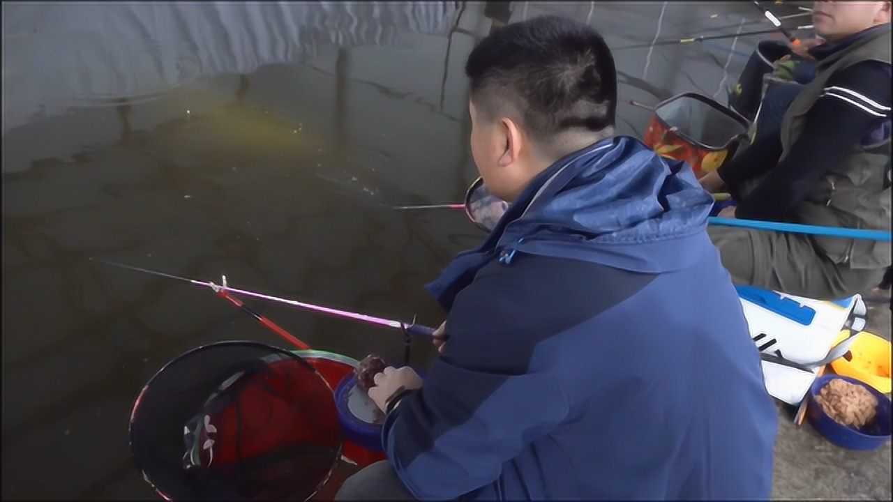 百场黑坑系列之大棚篇第一集,冬钓要学会怎么锚鱼否则必空军
