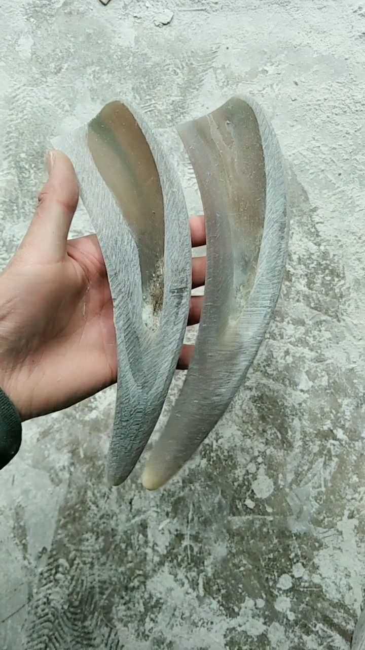 上好的白水牛角非常珍贵朋友们觉得怎么样呢